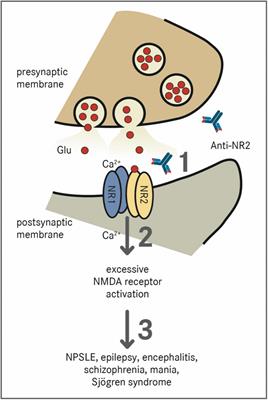 Mouse models, antibodies, and neuroimaging: Current knowledge and future perspectives in neuropsychiatric systemic lupus erythematosus (NPSLE)